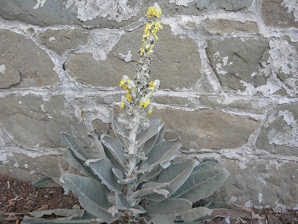 Verbascum bombyciferum (white felted mullein) (alternate view 7)