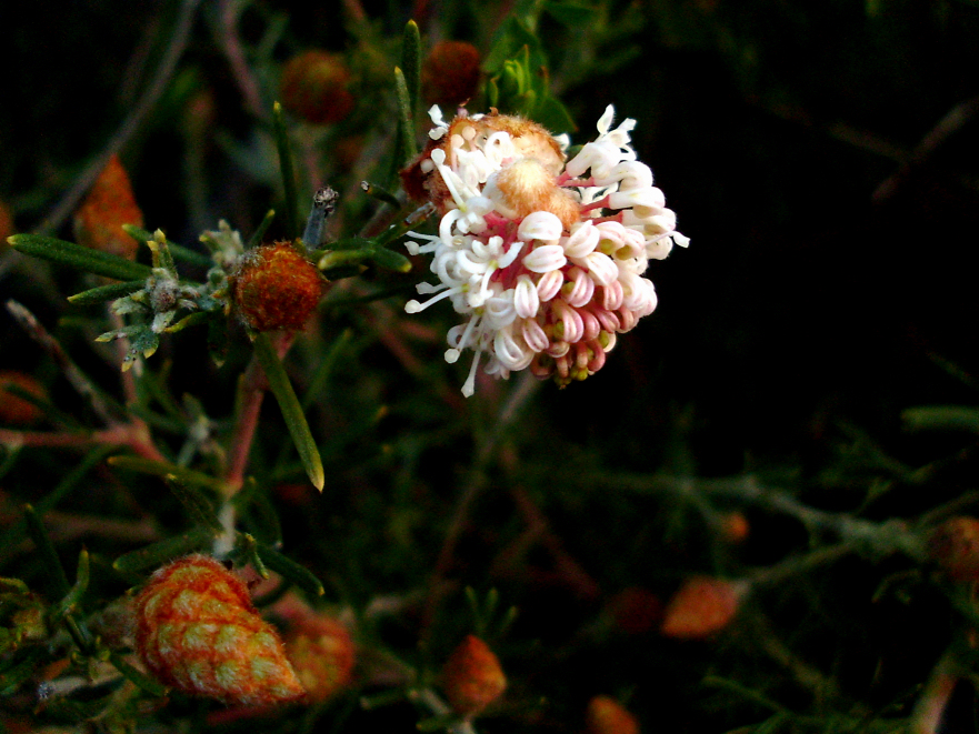 Grevillea crithmifolia (alternate view 5)