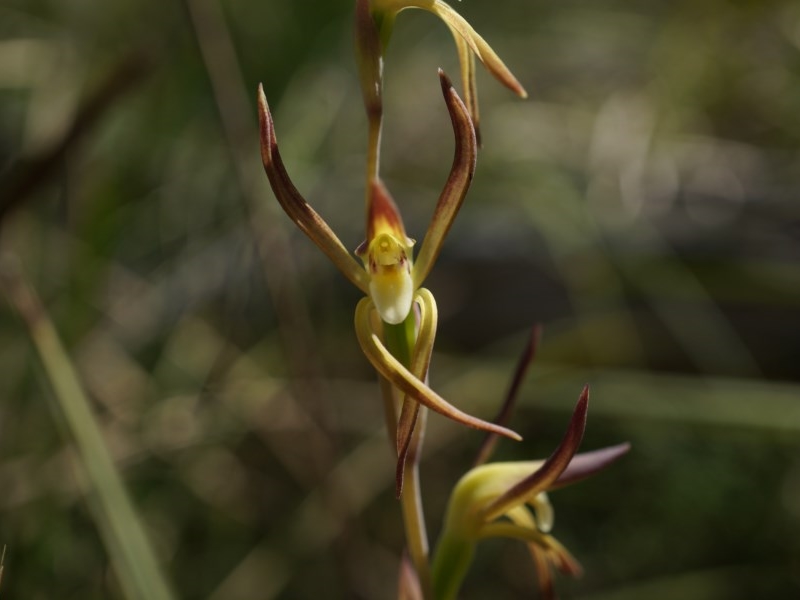 Lyperanthus suaveolens (brown beaks) (alternate view 6)
