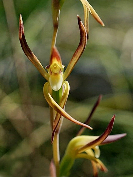 Lyperanthus suaveolens (brown beaks) (alternate view 7)