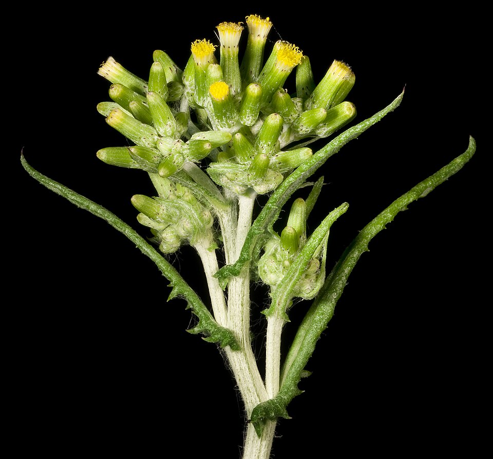 Senecio glomeratus (Cutleaf burnweed) (alternate view 7)
