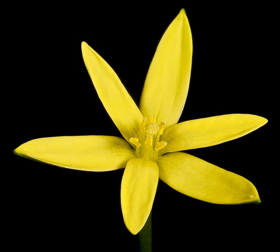 Pauridia vaginata (yellow star) (alternate view 8)