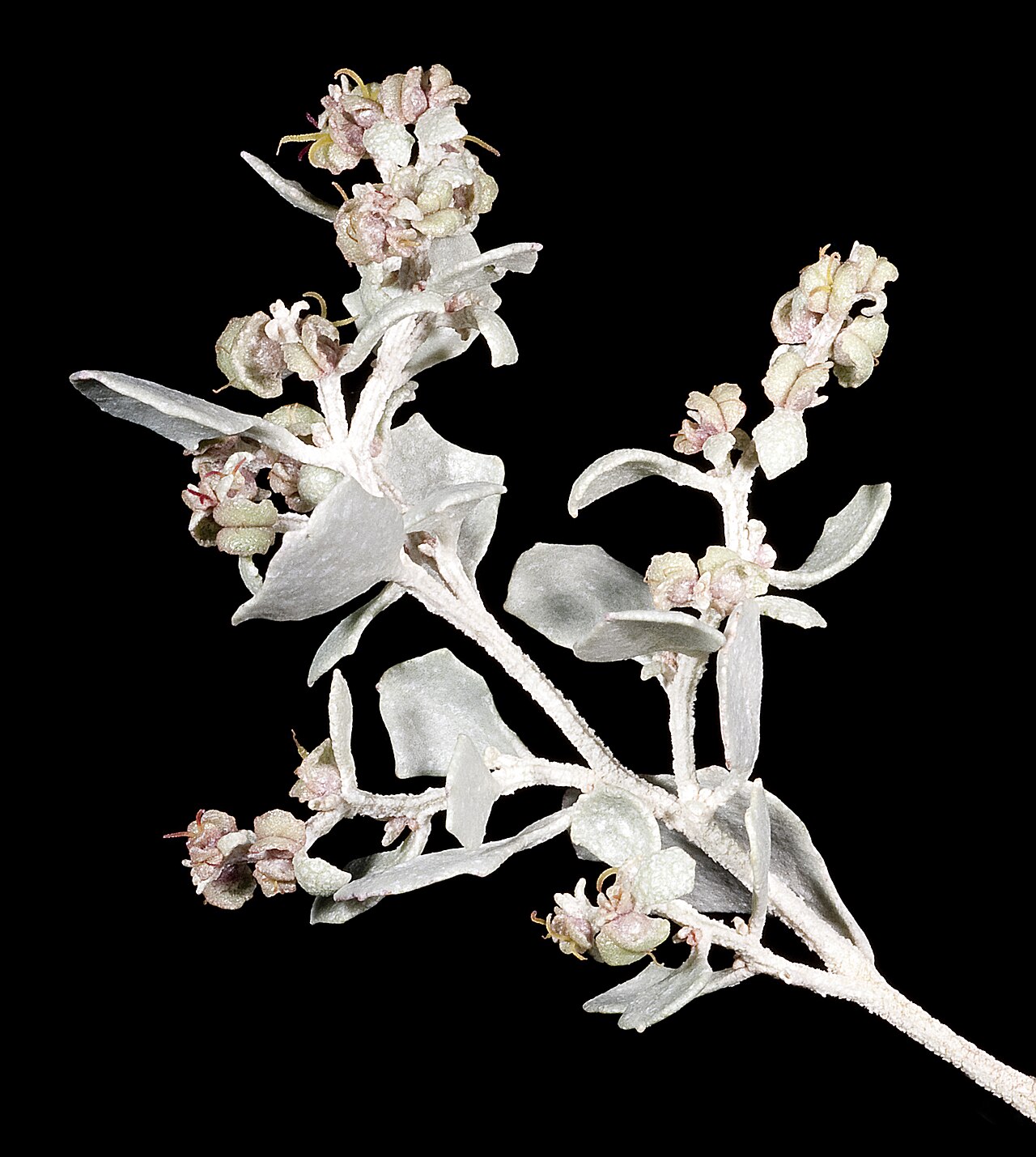 Atriplex nummularia, Old man saltbush — spreading evergreen (Amaranthaceae) (image 9 of 9)