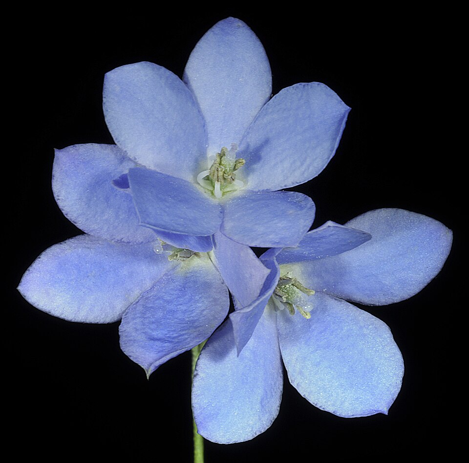 Billardiera fusiformis (Australian Bluebell) (alternate view 6)