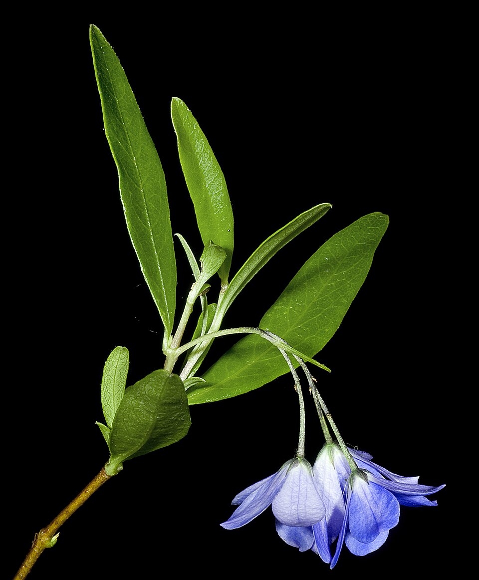 Billardiera fusiformis (Australian Bluebell) (alternate view 7)