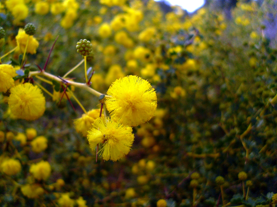 Acacia pulchella (Prickly Moses) (alternate view 2)