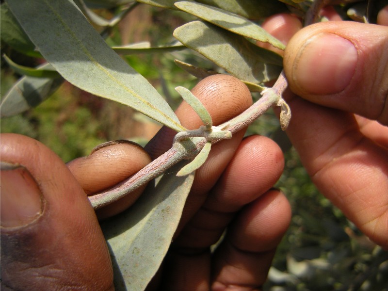 Simmondsia chinensis (jojoba) (alternate view 7)
