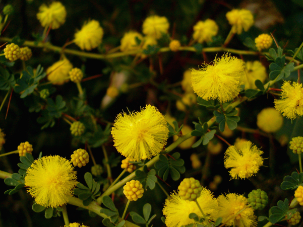 Acacia pulchella (Prickly Moses) (alternate view 3)