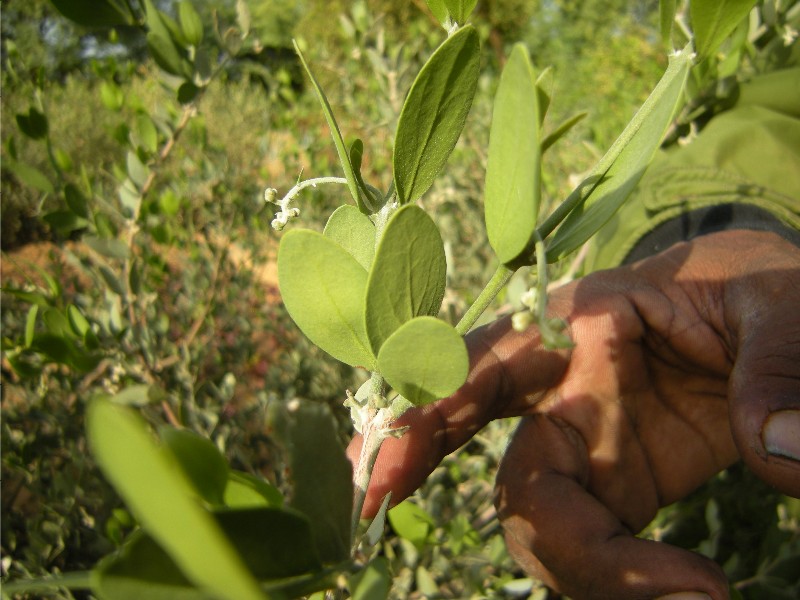 Simmondsia chinensis (jojoba) (alternate view 8)
