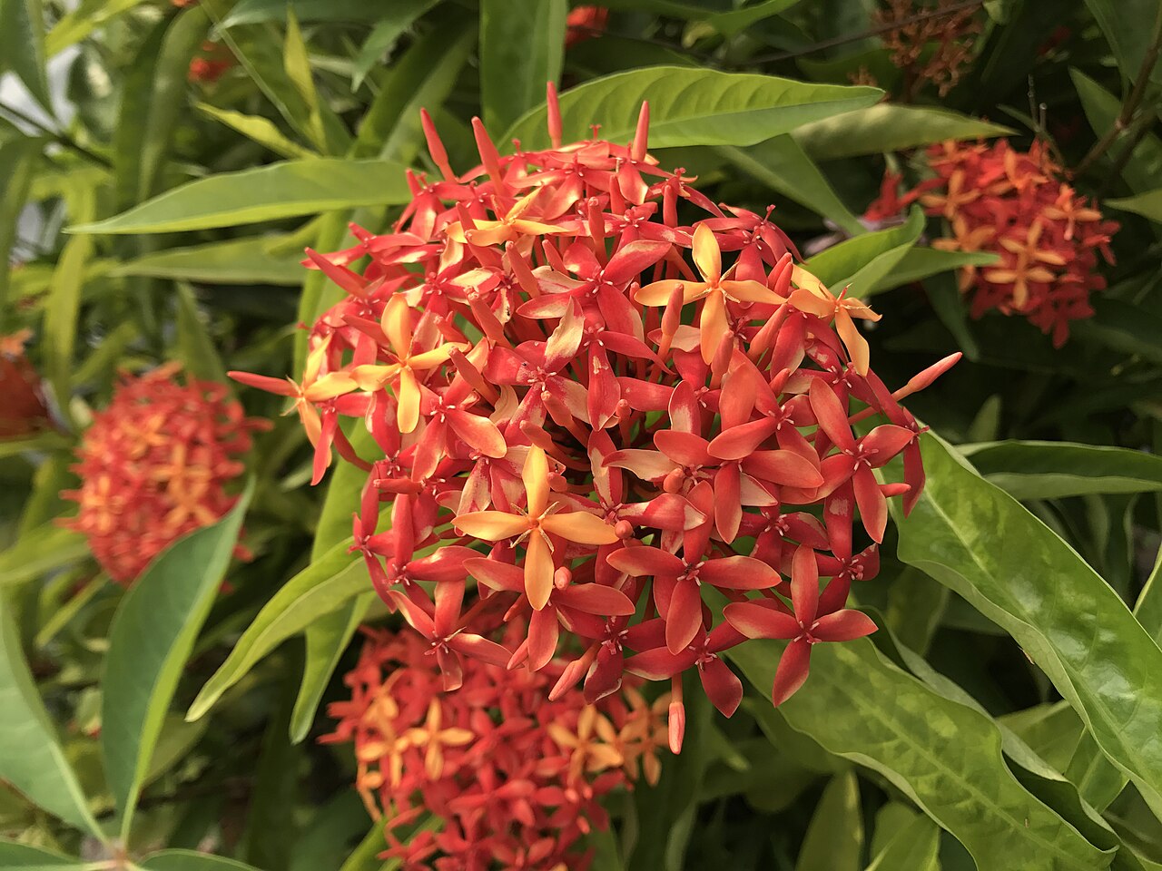 Ixora chinensis, Chinese ixora — upright evergreen (Rubiaceae) (image 5 of 8)