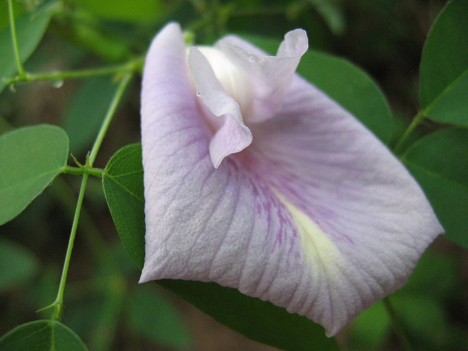 Clitoria mariana (Pigeonwings) (alternate view 5)