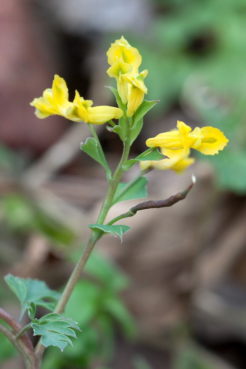 Corydalis flavula (Yellow Corydalis) (alternate view 6)