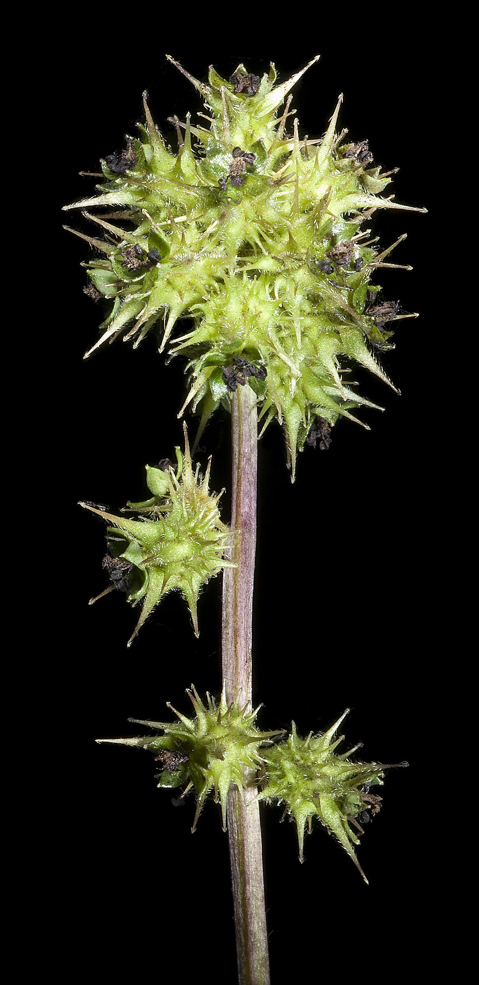 Acaena echinata (Sheep's Burr) (alternate view 10)