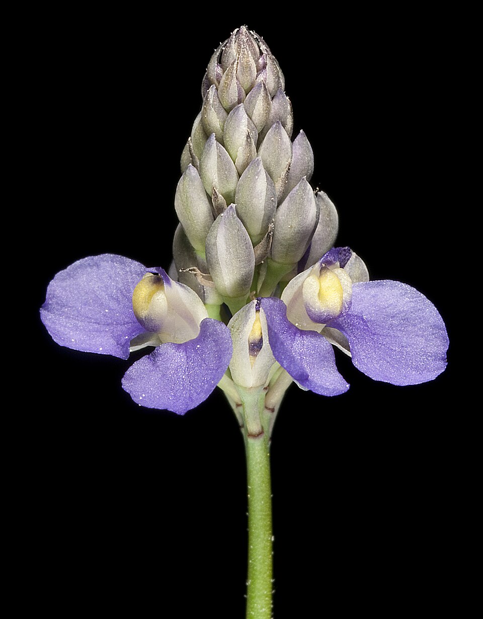 Comesperma calymega (Blue Spike Milkwort) (alternate view 6)