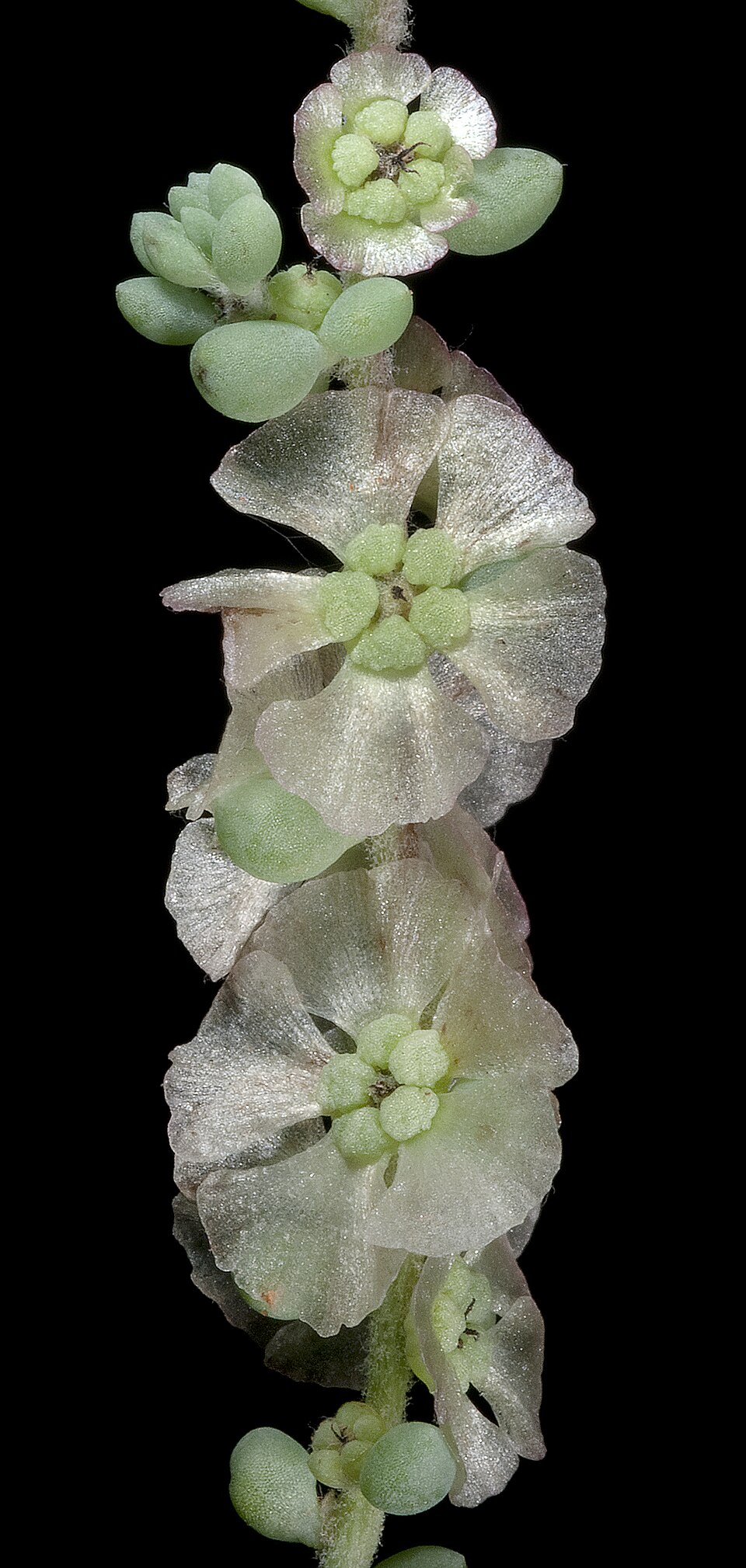 Maireana brevifolia (Short-leaf Bluebush) (alternate view 8)