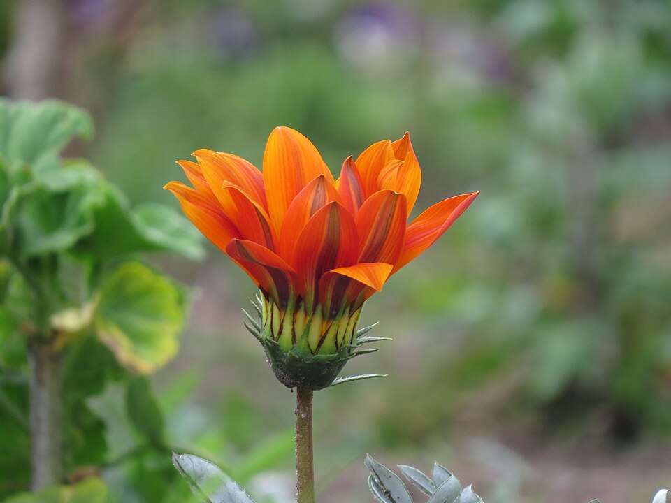 Gazania × splendens (Garden Treasure Flower) (alternate view 5)