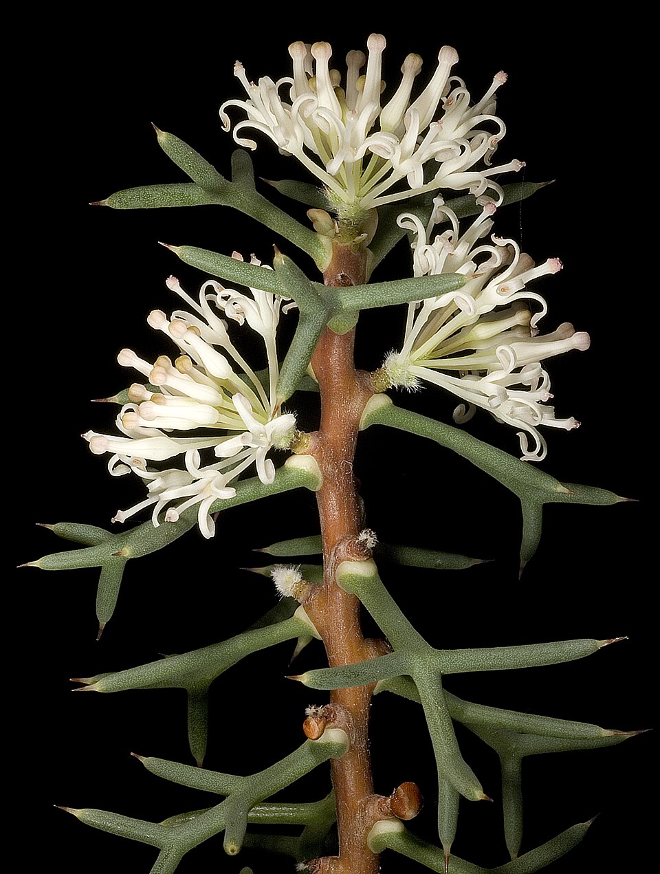 Hakea lissocarpha (Honey Bush) (alternate view 6)