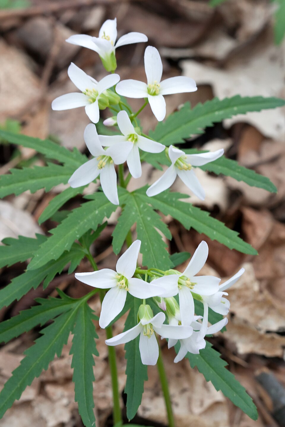 Cardamine concatenata (cut-leaved toothwort)