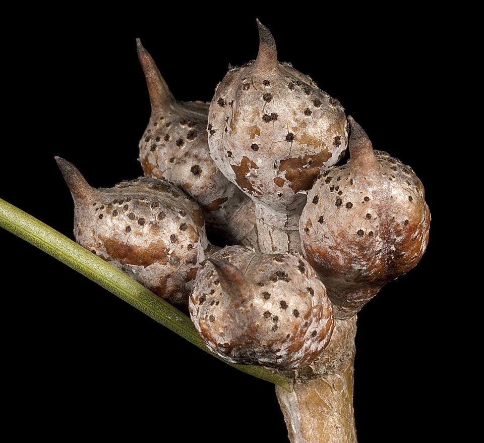Hakea (Pincushion trees) (alternate view 2)