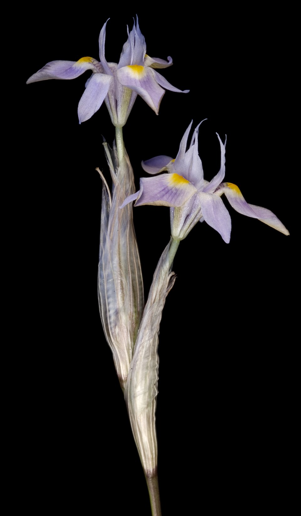 Moraea setifolia (Paper Glasstulp) (alternate view 10)