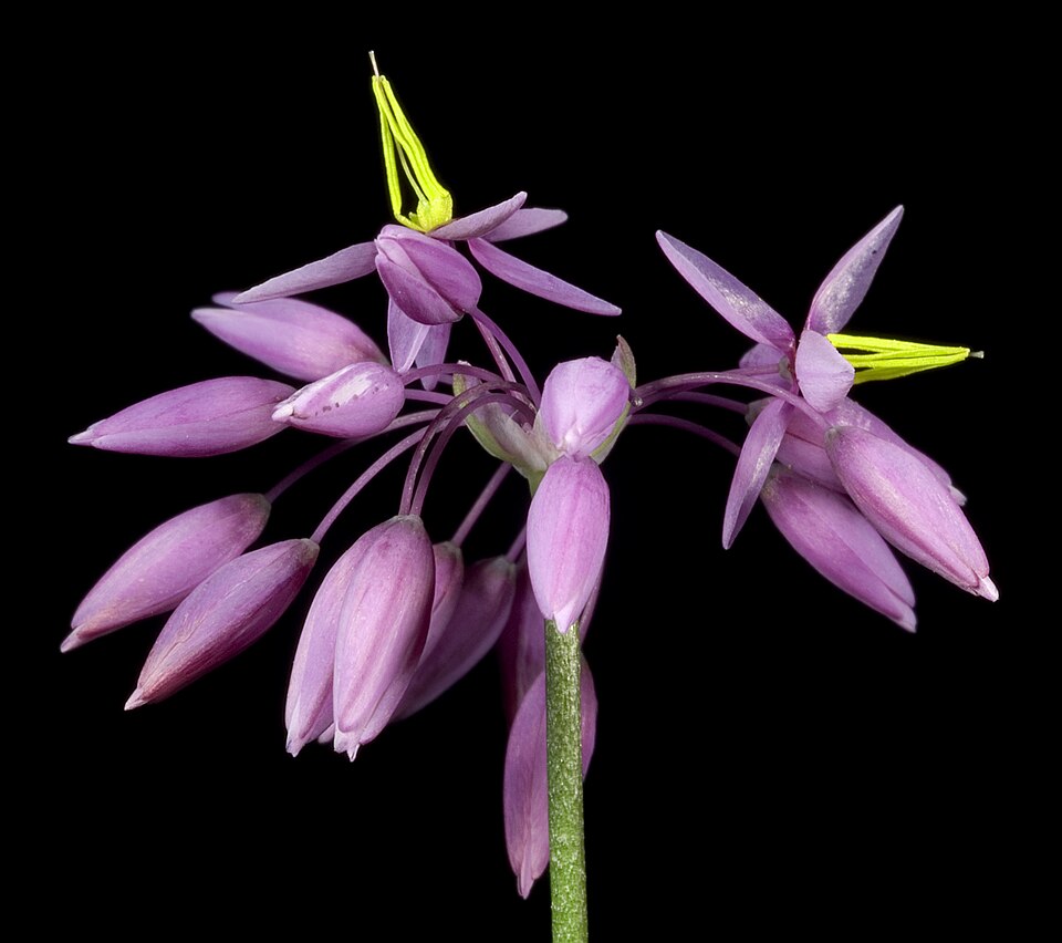 Sowerbaea laxiflora (Purple Tassels) (alternate view 10)