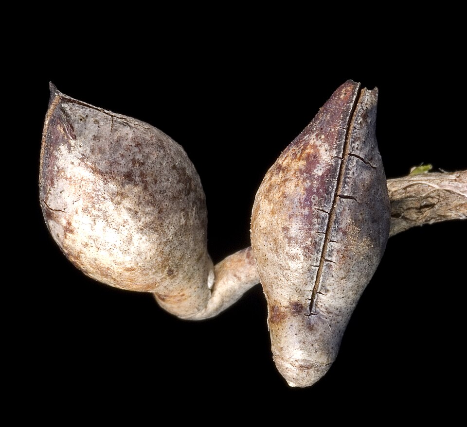 Hakea lissocarpha (Honey Bush) (alternate view 7)