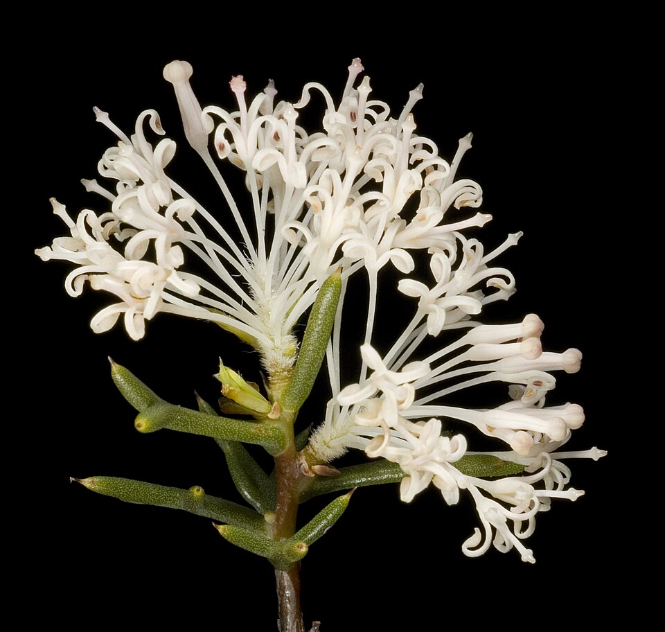 Hakea lissocarpha (Honey Bush) (alternate view 8)