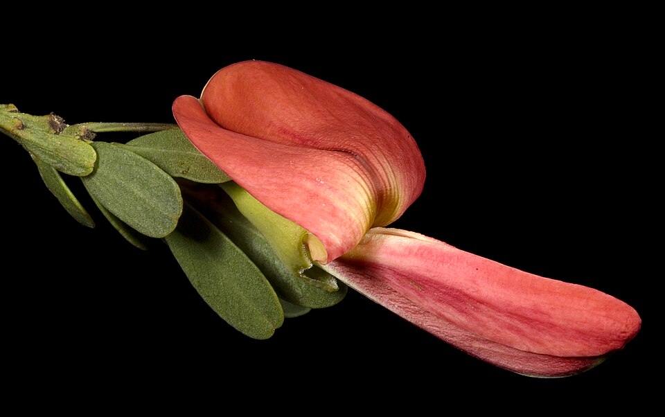 Templetonia retusa (Cockies Tongue) (alternate view 7)