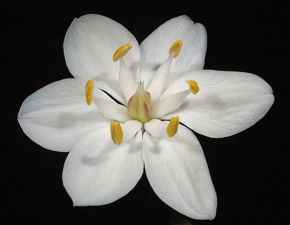 Burchardia congesta (Milkmaids) (alternate view 4)