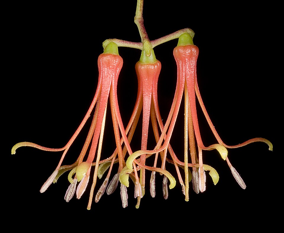 Amyema preissii (wireleaf mistletoe) (alternate view 5)