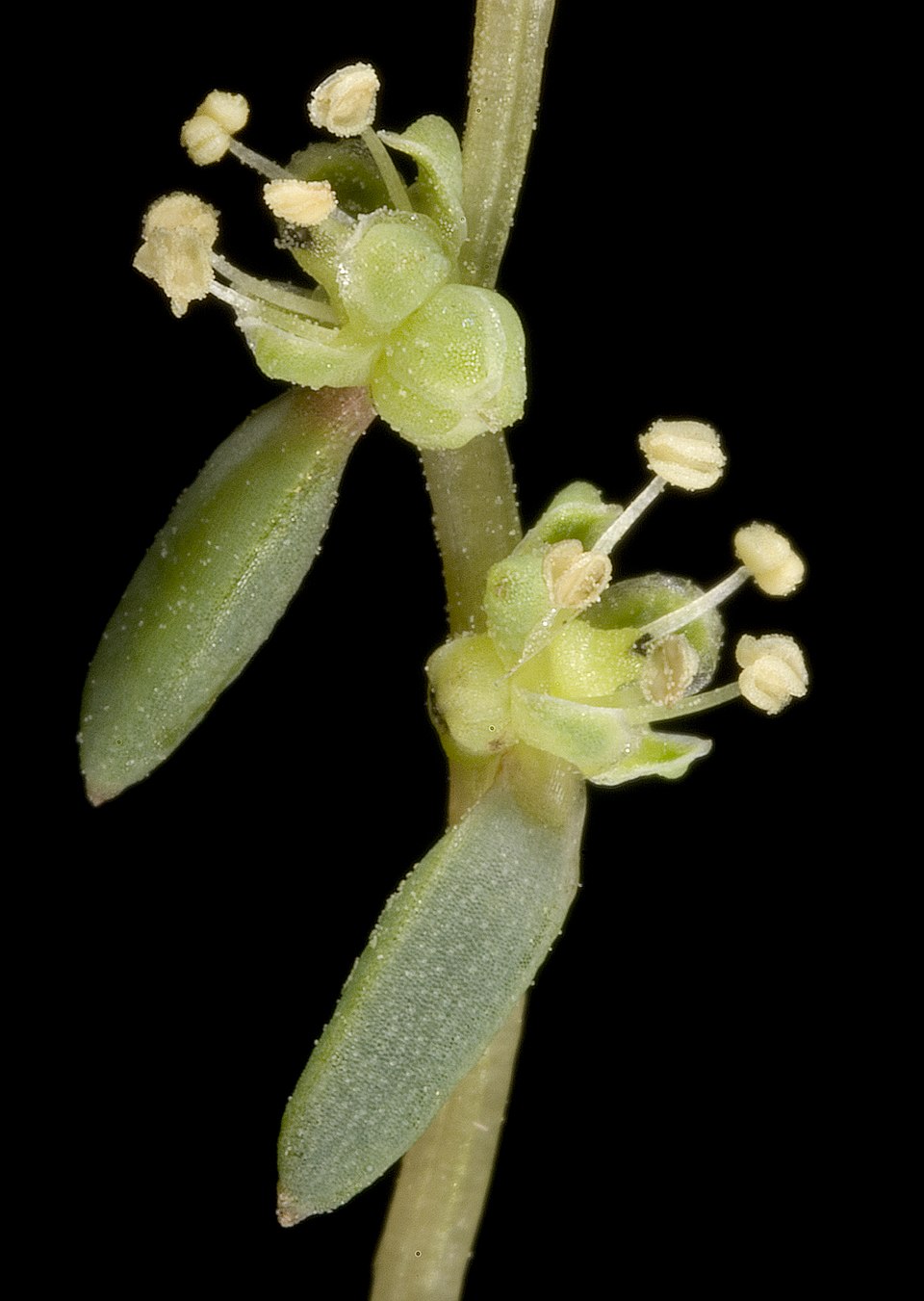Suaeda australis (Austral Seablite) (alternate view 9)