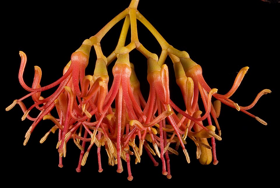 Amyema miquelii (Box Mistletoe)