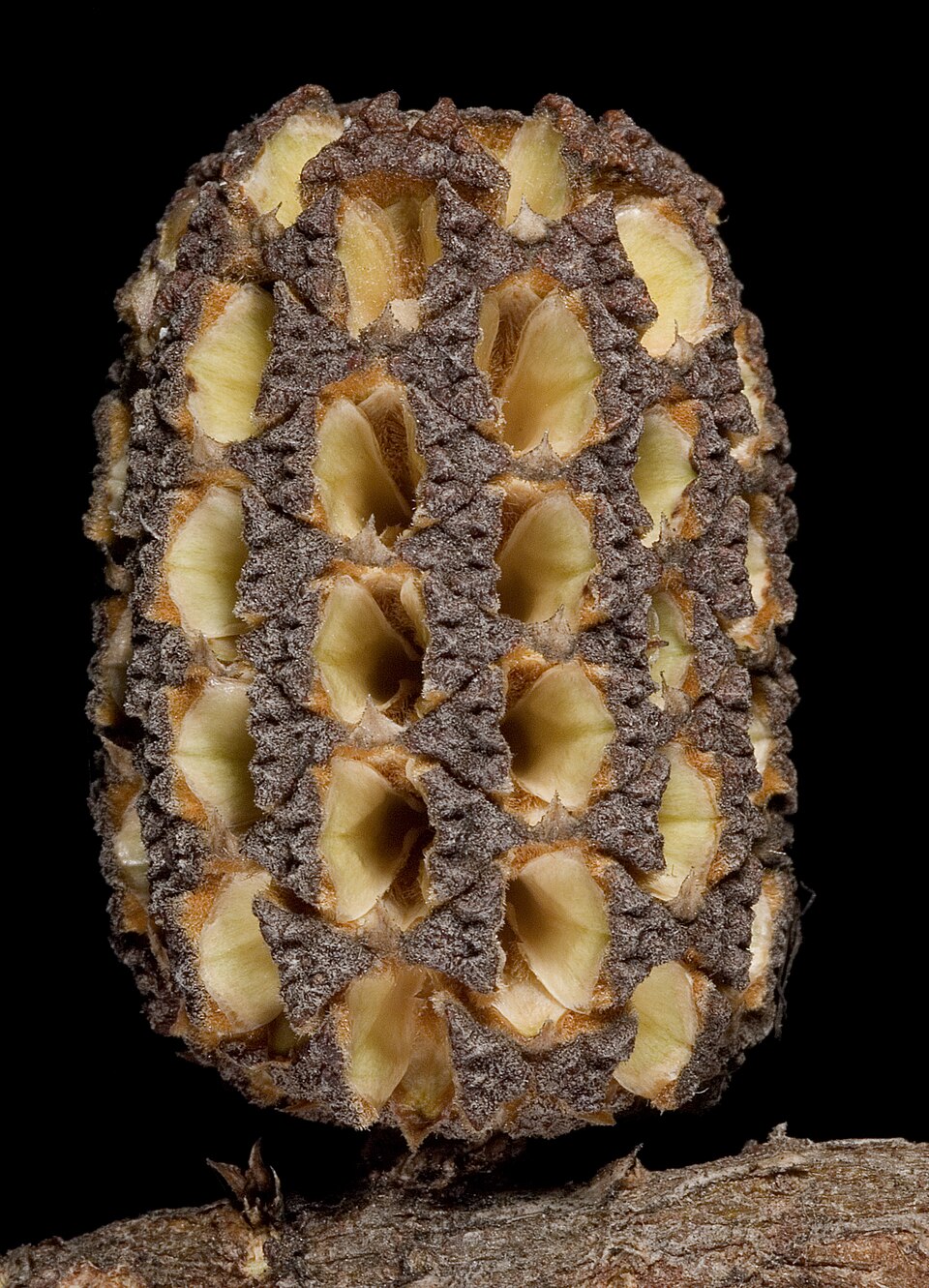 Allocasuarina humilis (dwarf sheoak) (alternate view 9)