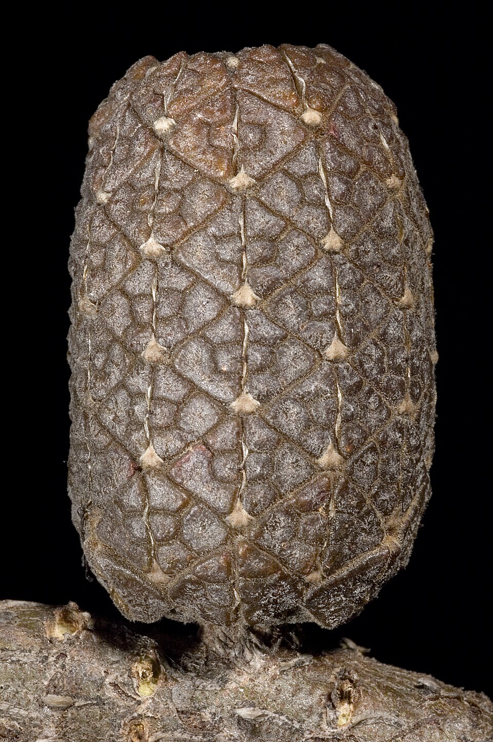 Allocasuarina humilis (dwarf sheoak) (alternate view 10)