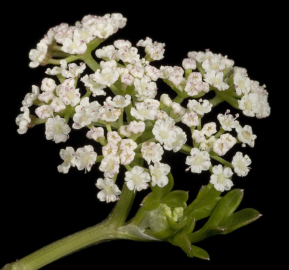 Apium prostratum (Sea Celery) (alternate view 8)