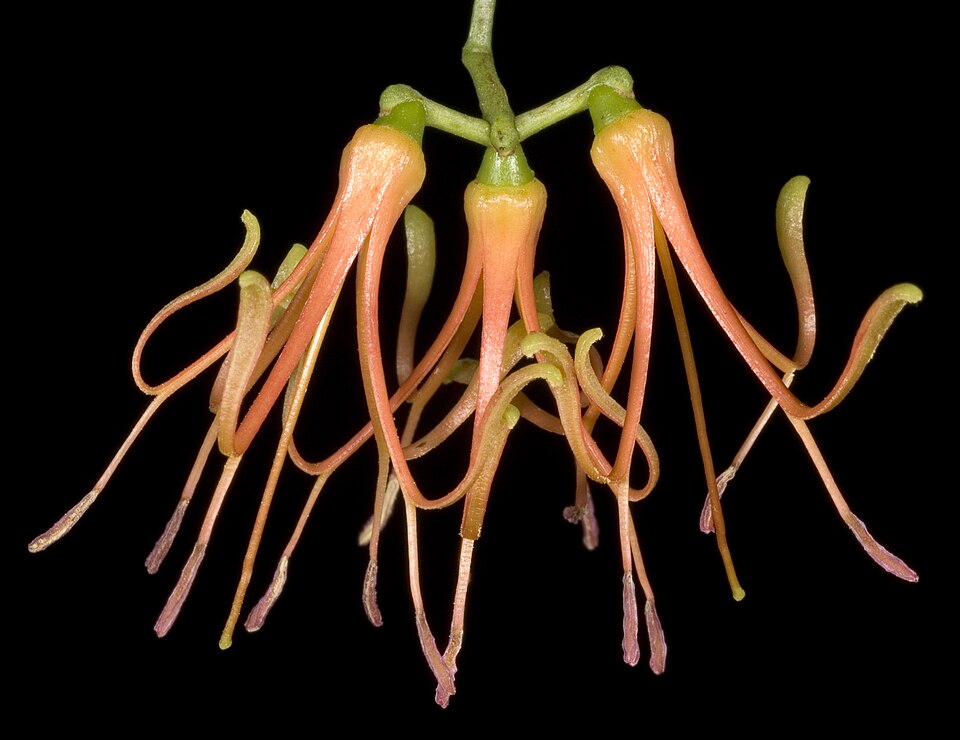 Amyema preissii (wireleaf mistletoe) (alternate view 8)
