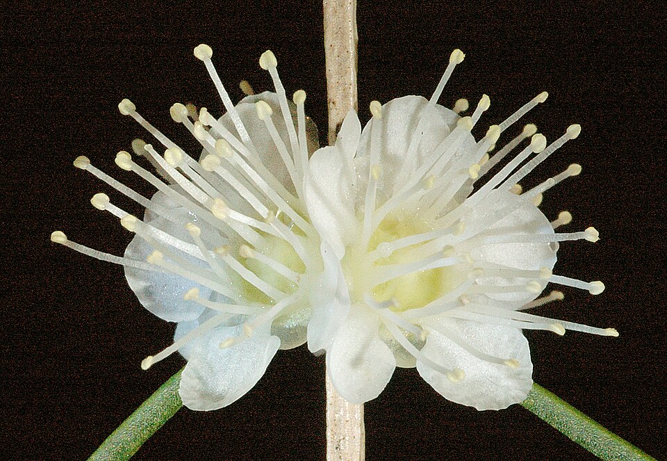 Hypocalymma angustifolium (White Myrtle) (alternate view 7)