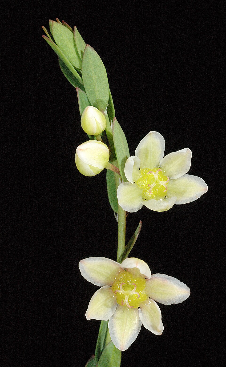 Phyllanthus calycinus (False Boronia) (alternate view 6)