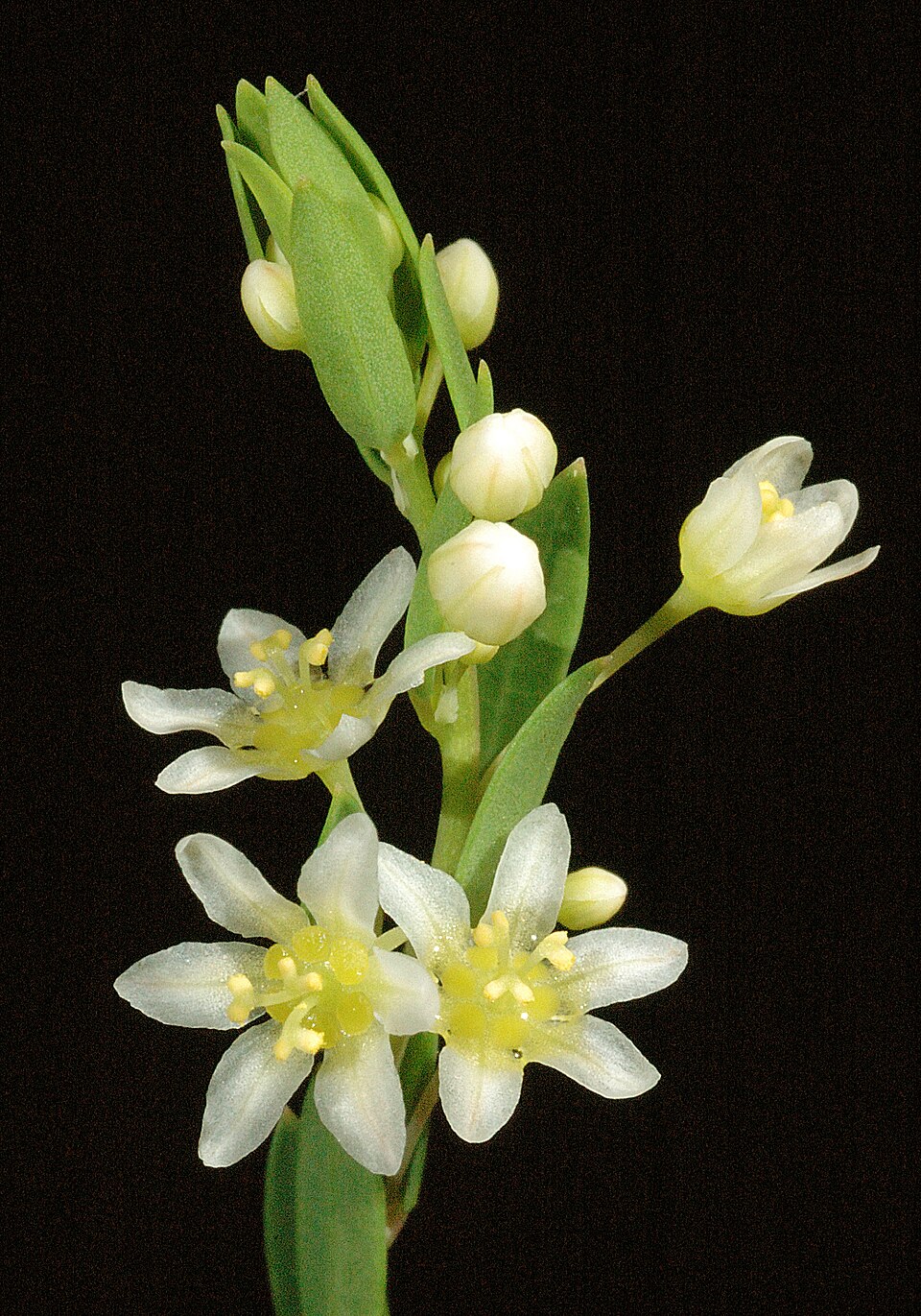 Phyllanthus calycinus (False Boronia) (alternate view 7)