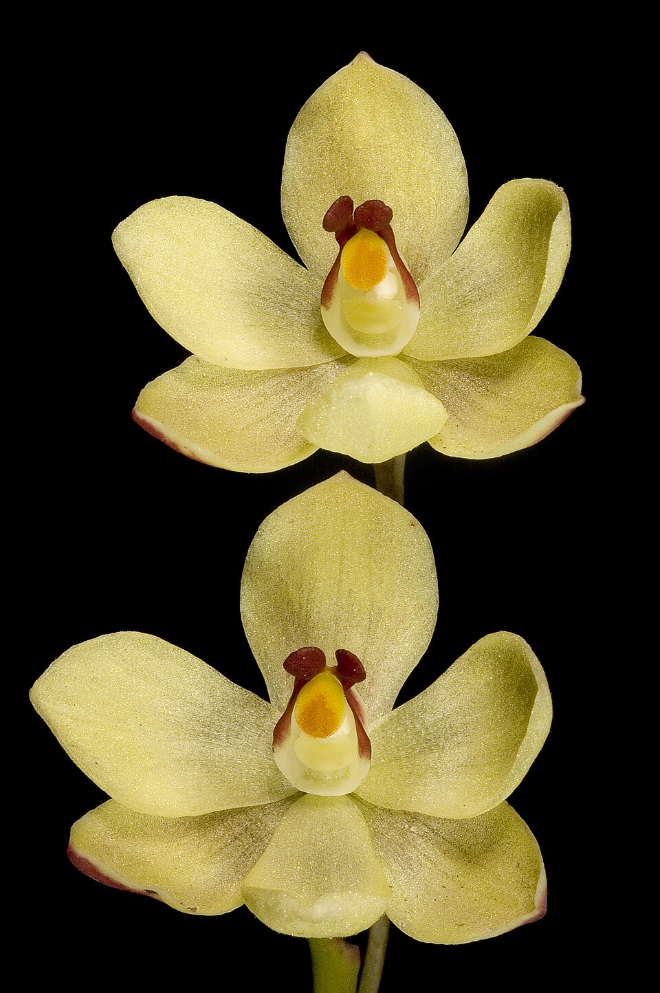 Thelymitra antennifera (lemon-scented sun orchid) (alternate view 5)