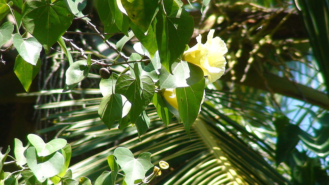 Thespesia populnea, Milo — spreading evergreen (Malvaceae) (image 3 of 10)