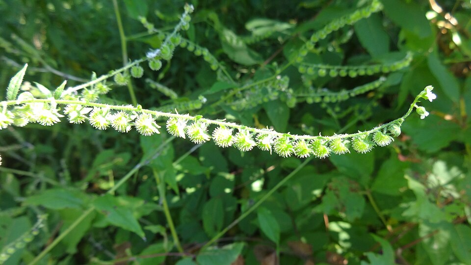 Hackelia virginiana (virginia stickseed) (alternate view 5)