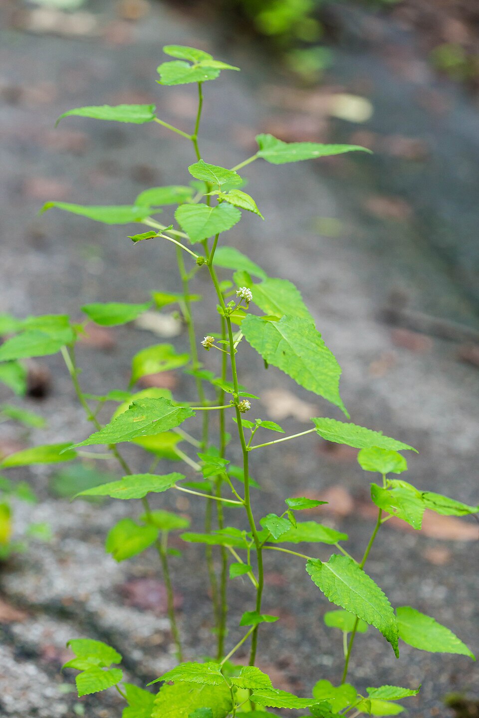 Fatoua villosa (hairy crabweed) (alternate view 4)