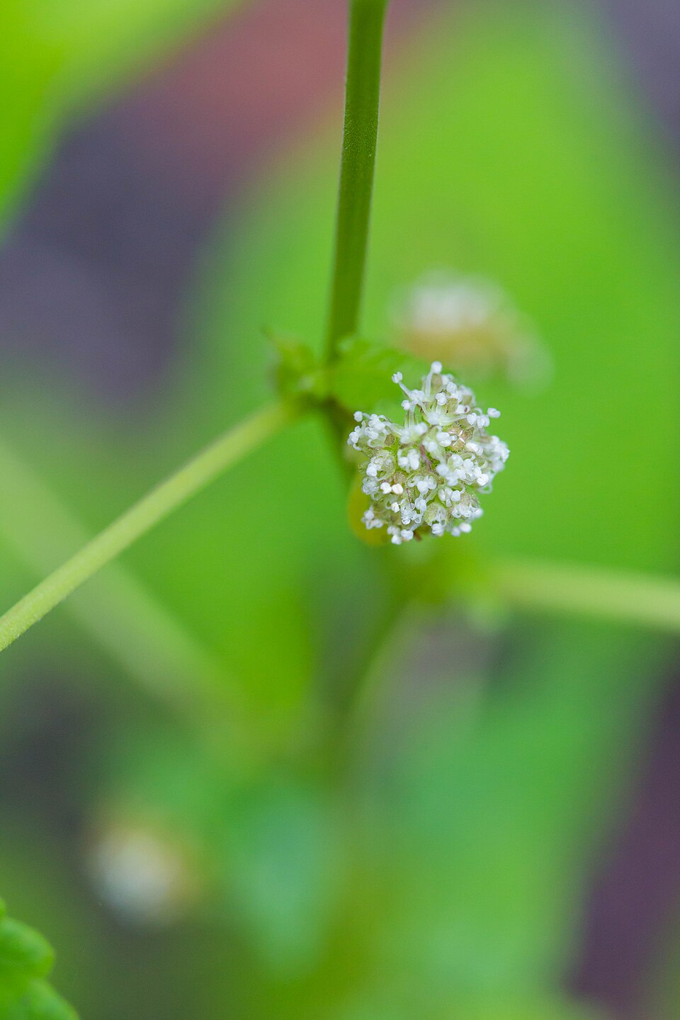 Fatoua villosa (hairy crabweed) (alternate view 5)