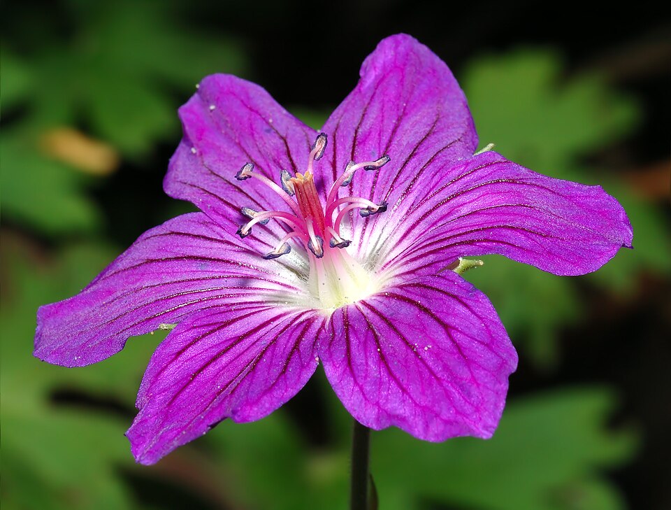 Geranium wlassovianum (Wlassov's Geranium) (alternate view 6)