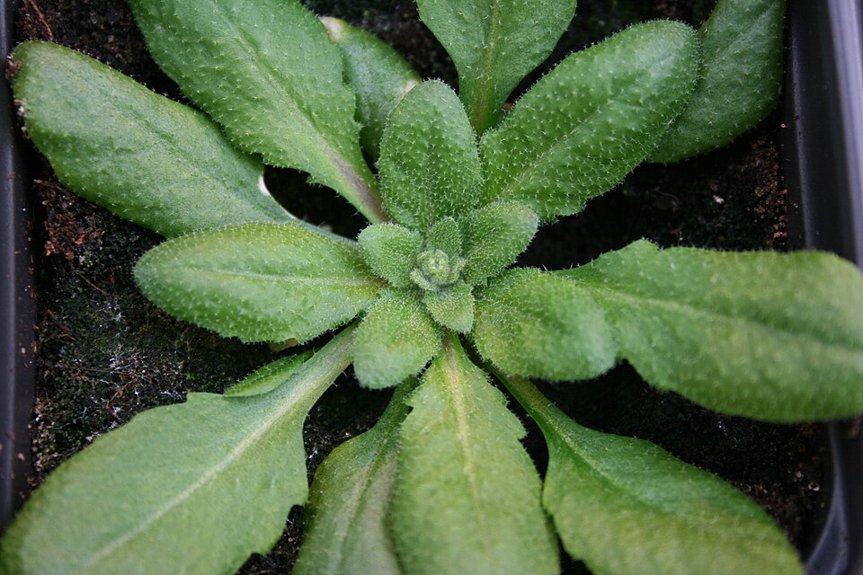 Arabidopsis thaliana (mouse-ear cress)