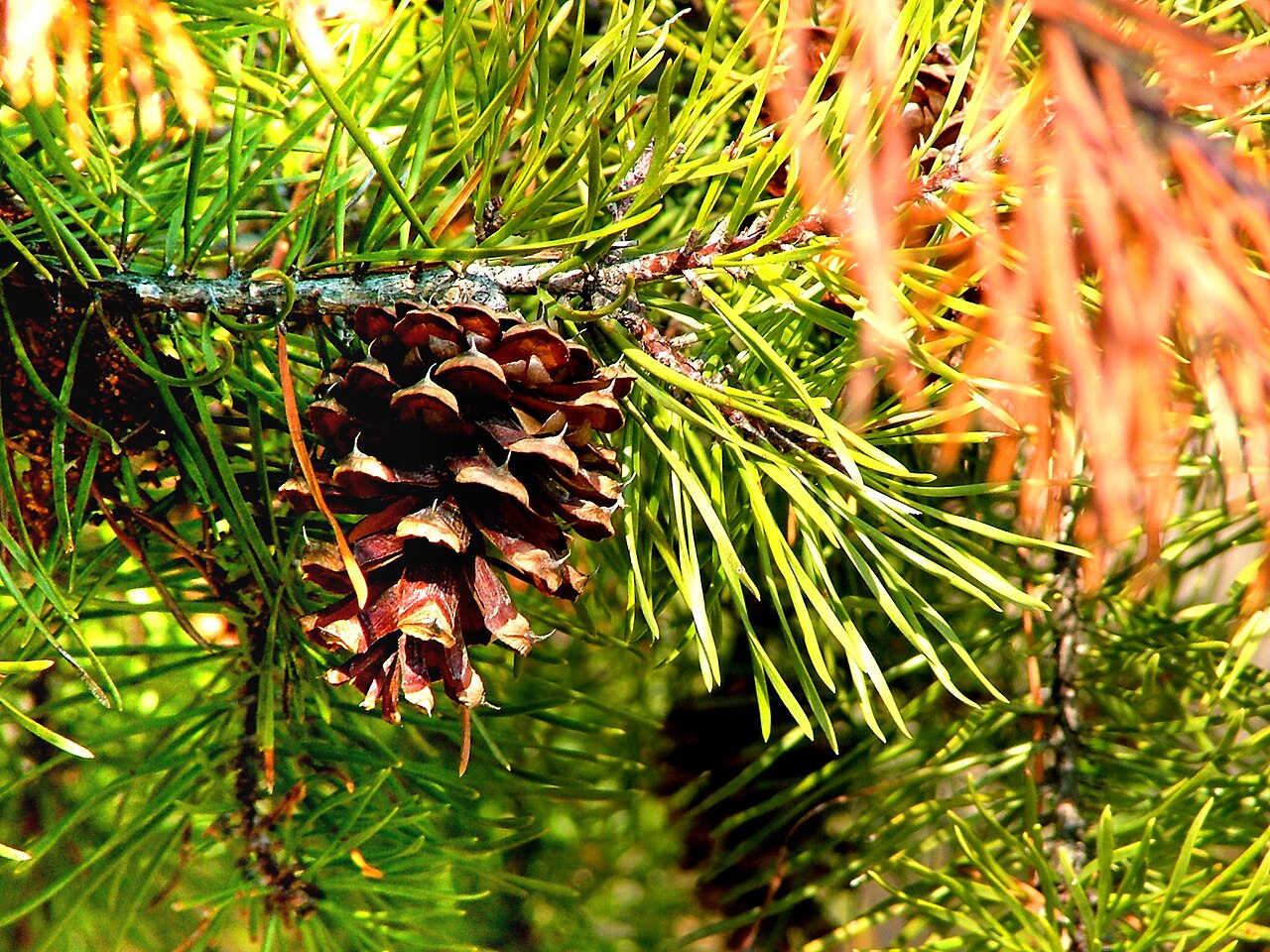 Pinus virginiana (Virginia Pine)