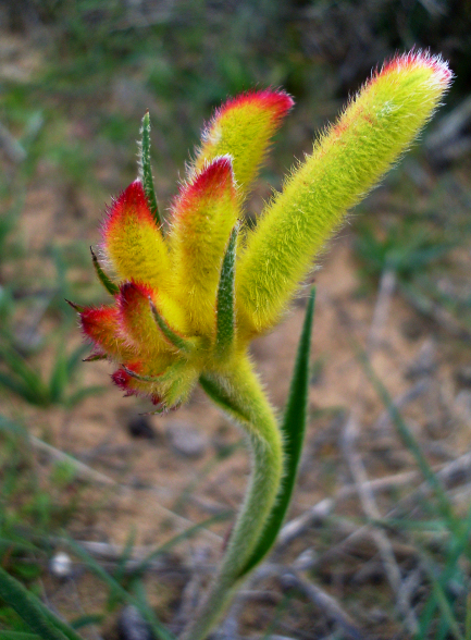 Anigozanthos humilis (Catspaw) (alternate view 6)