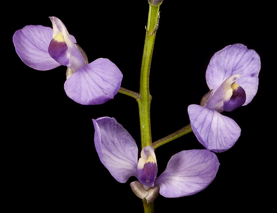 Comesperma volubile (Love Creeper) (alternate view 5)