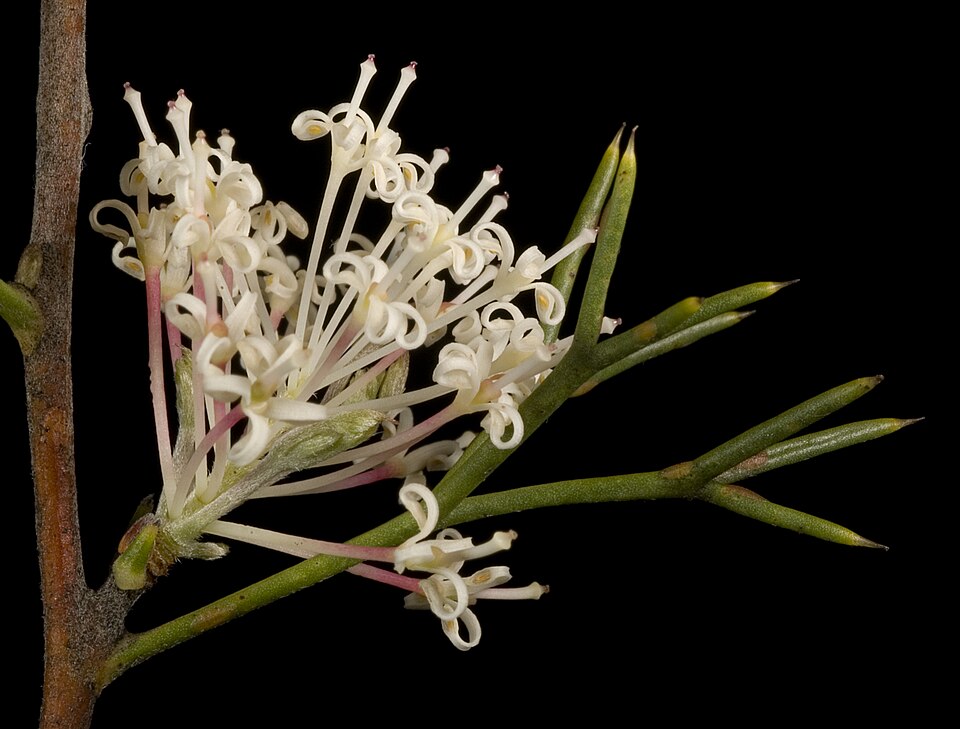 Hakea lissocarpha (Honey Bush) (alternate view 9)